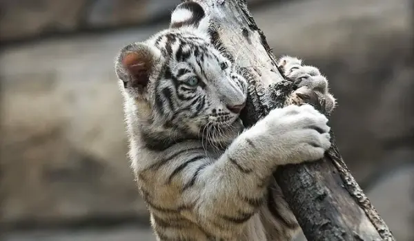 Kebun Binatang Kemaman Siap Banjir Pengunjung: Tiga Anak Harimau Bengal Putih Langka Lahir, Ditargetkan 1,5 Juta Wisatawan