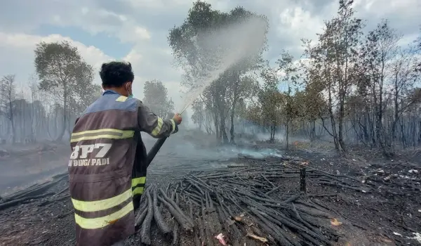 Ilustrasi Karhutla Kalimantan