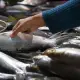 Jangan Tertipu: 5 Tips Mudah Pilih Ikan Segar Hanya dengan Mata dan Sentuhan