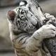 Kebun Binatang Kemaman Siap Banjir Pengunjung: Tiga Anak Harimau Bengal Putih Langka Lahir, Ditargetkan 1,5 Juta Wisatawan